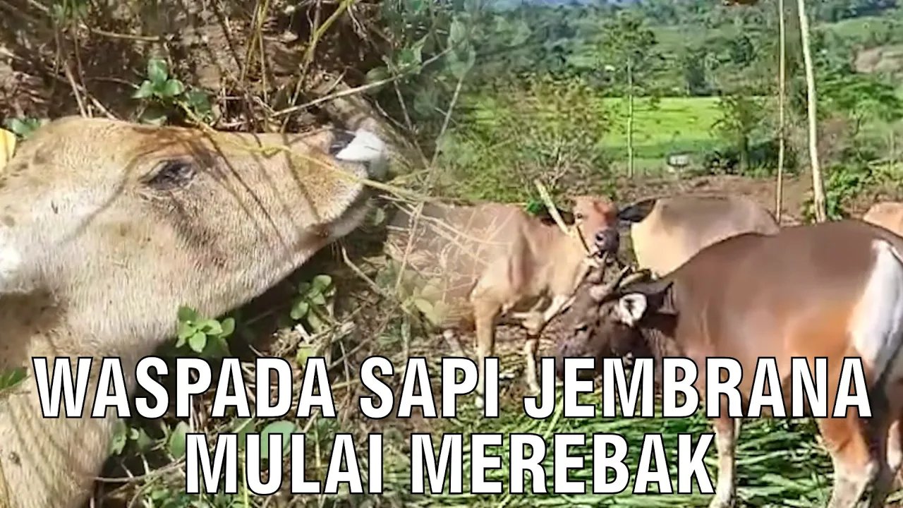 
                                 Waspada-Sapi-Jembrana-Mulai-Merebak